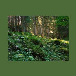 2012-08-09_01Fischunkel-Alm_Wasseralm (389).JPG